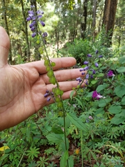 Hebecarpa rivinifolia