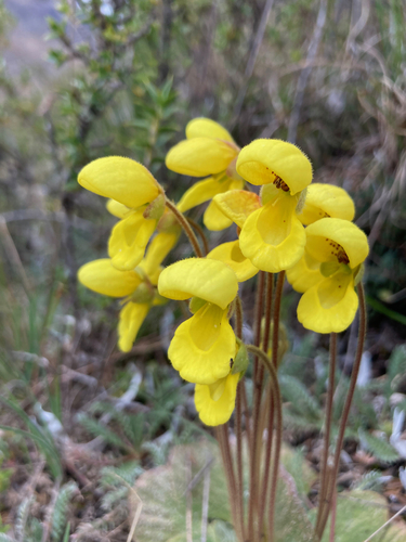 Calceolaria scapiflora (Calceolaria scapiflora)