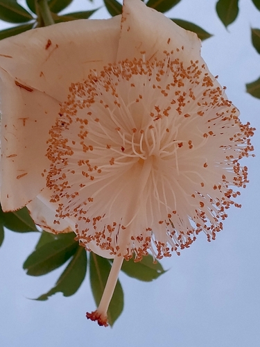 African baobab