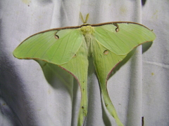 Actias truncatipennis