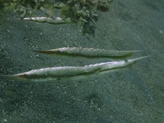 Centriscus