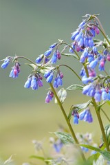 Mertensia paniculata paniculata