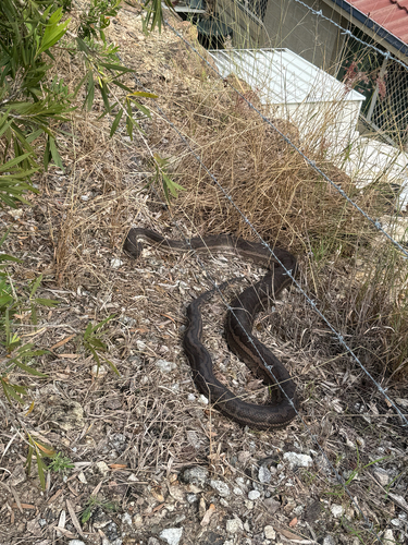 Coastal Carpet Python sighting