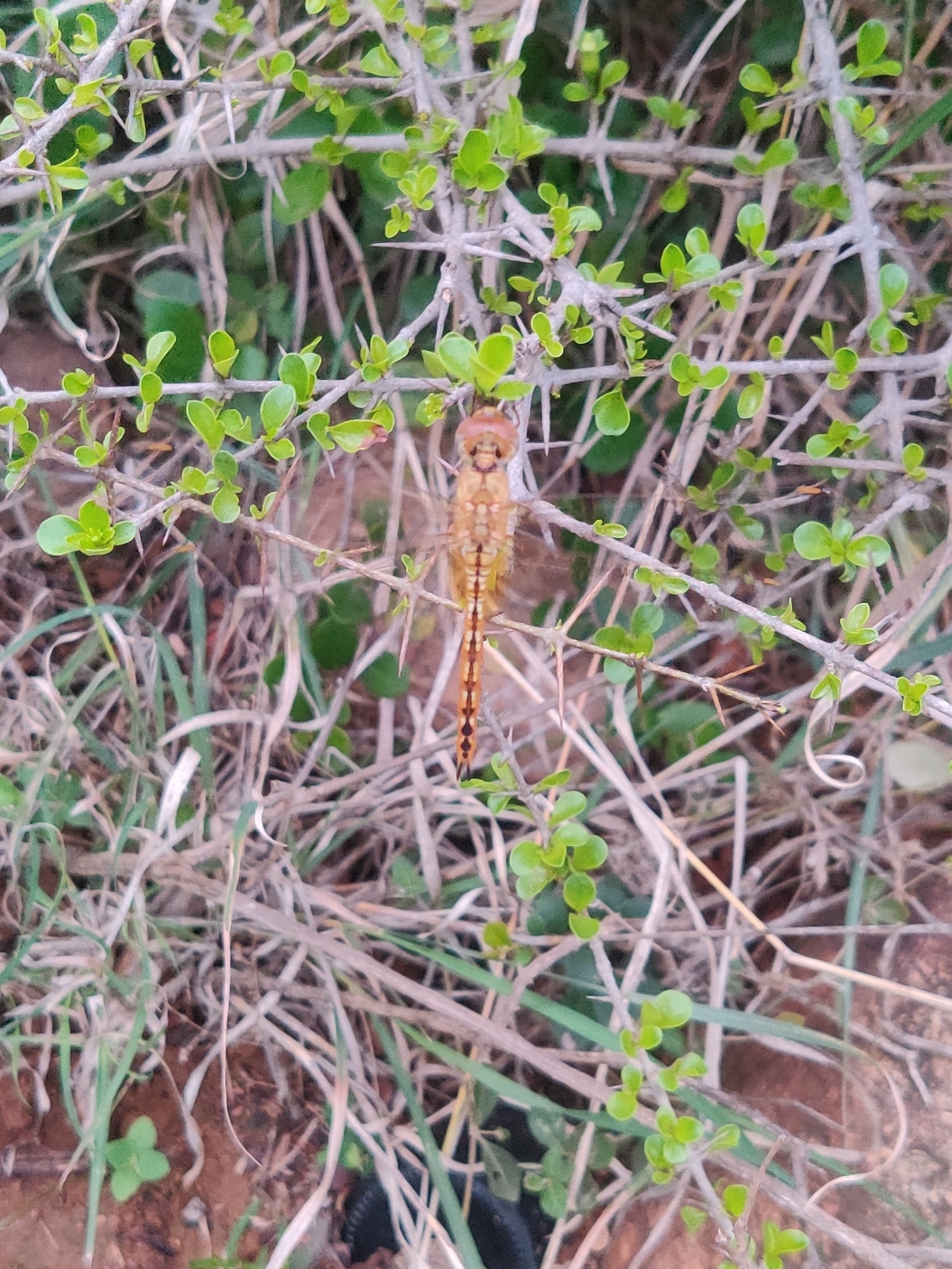 Globe Skimmer