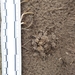 photo of Common Earthworm (Lumbricus terrestris)