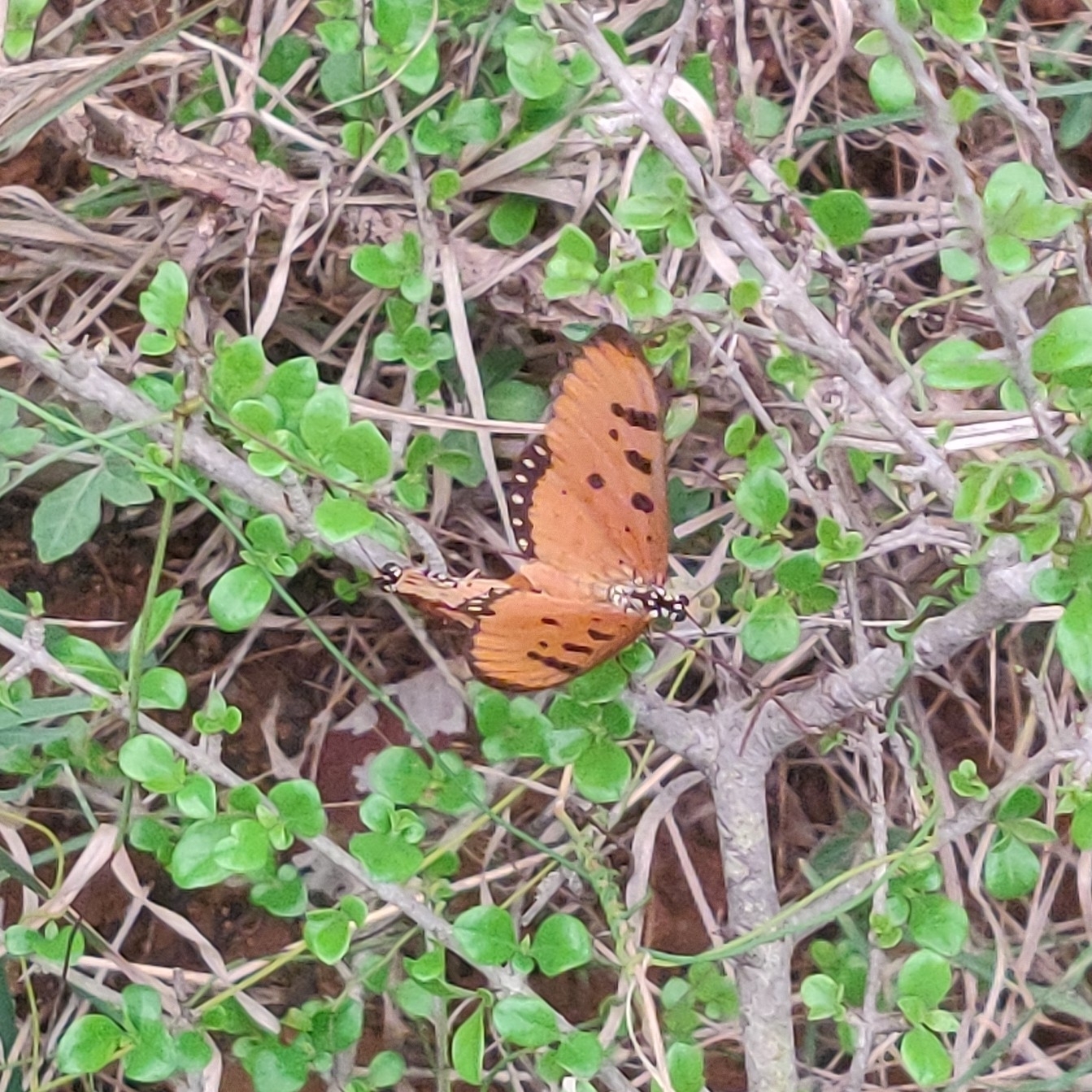 Tawny Coster