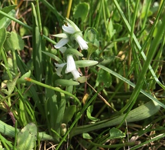 Spiranthes graminea