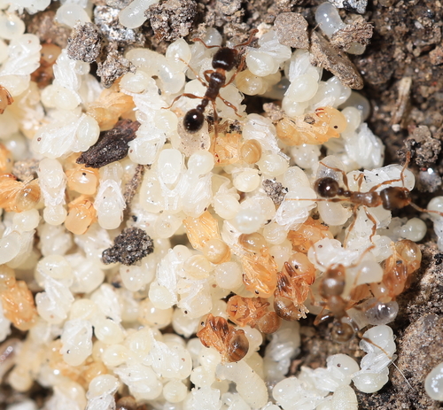 Pavement ant