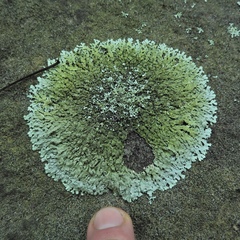 Xanthoparmelia plittii