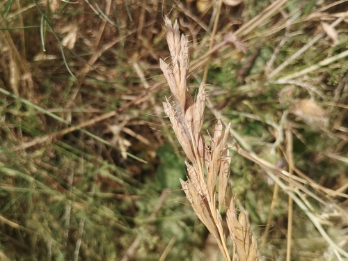 Bromus lanceolatus, photograph 2