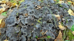 Peltigera malacea