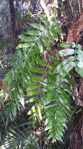 Asplenium oblongifolium observed 2019-09-18