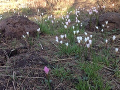 Zephyranthes fosteri