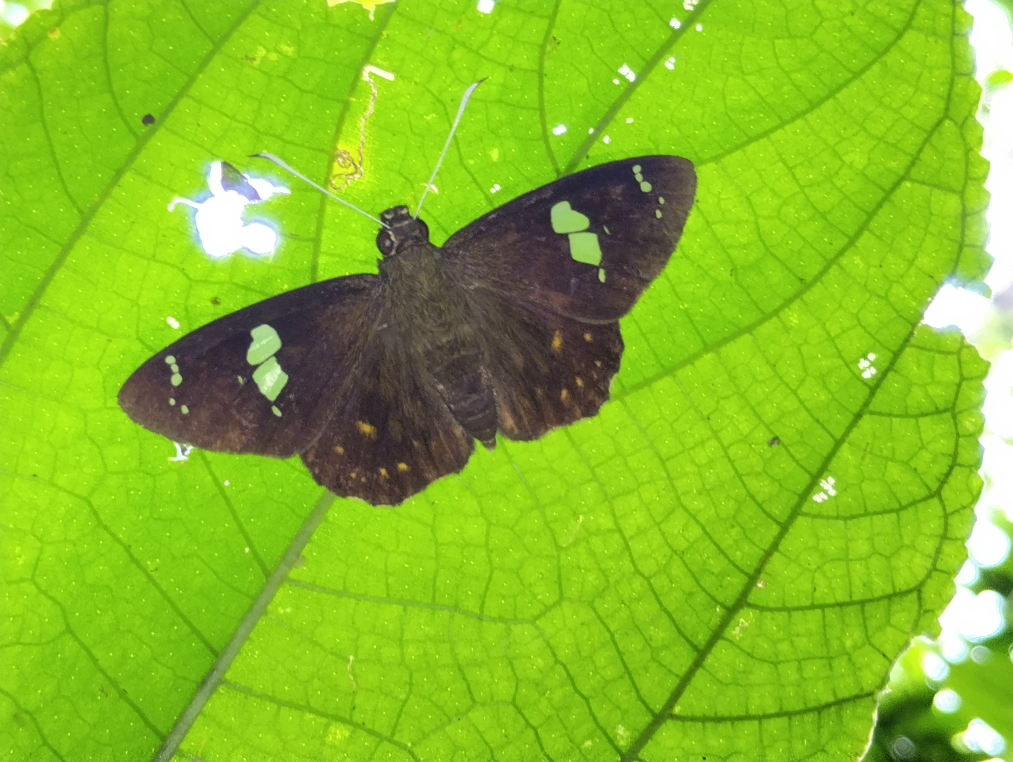 Common Spotted Flat