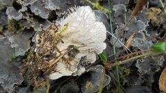 Peltigera malacea