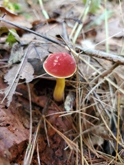 Boletus harrisonii