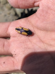 Buprestis viridisuturalis