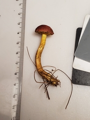 Boletus harrisonii