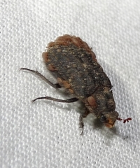 Trogidae