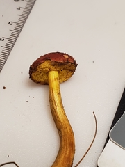 Boletus harrisonii