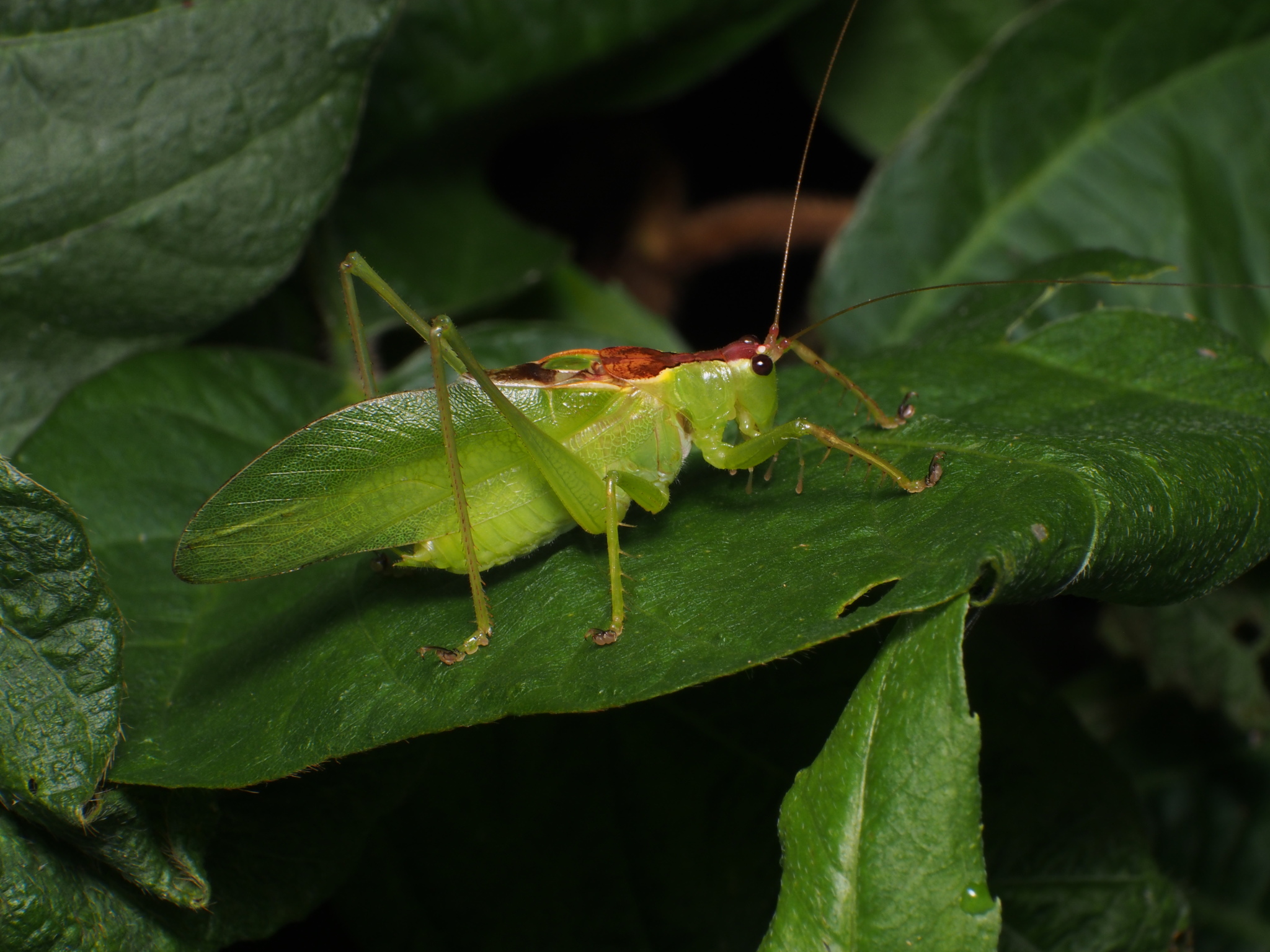 Hexacentrus japonicus · iNaturalist