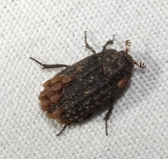 Trogidae