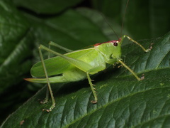 Hexacentrus japonicus