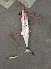 Scomberomorus commerson