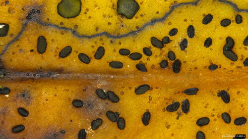 Lophodermium jiangnanense