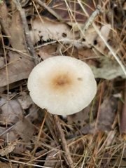 Marasmius cohaerens lachnophyllus