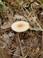 Marasmius cohaerens lachnophyllus