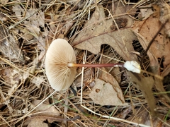Marasmius cohaerens lachnophyllus