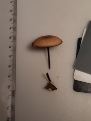 Marasmius cohaerens lachnophyllus