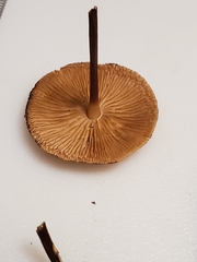 Marasmius cohaerens lachnophyllus