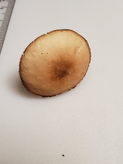 Marasmius cohaerens lachnophyllus