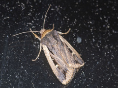 Proteuxoa tortisigna