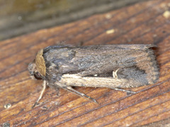Proteuxoa tortisigna