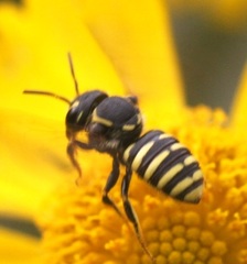 Paranthidium jugatorium