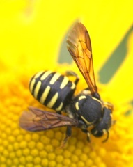 Paranthidium jugatorium