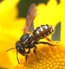 Paranthidium jugatorium