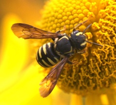 Paranthidium jugatorium