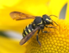 Paranthidium jugatorium