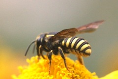 Paranthidium jugatorium
