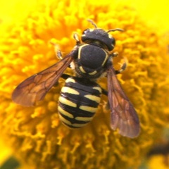 Paranthidium jugatorium