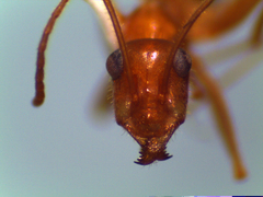 Myrmecocystus mexicanus