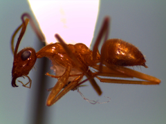 Myrmecocystus mexicanus