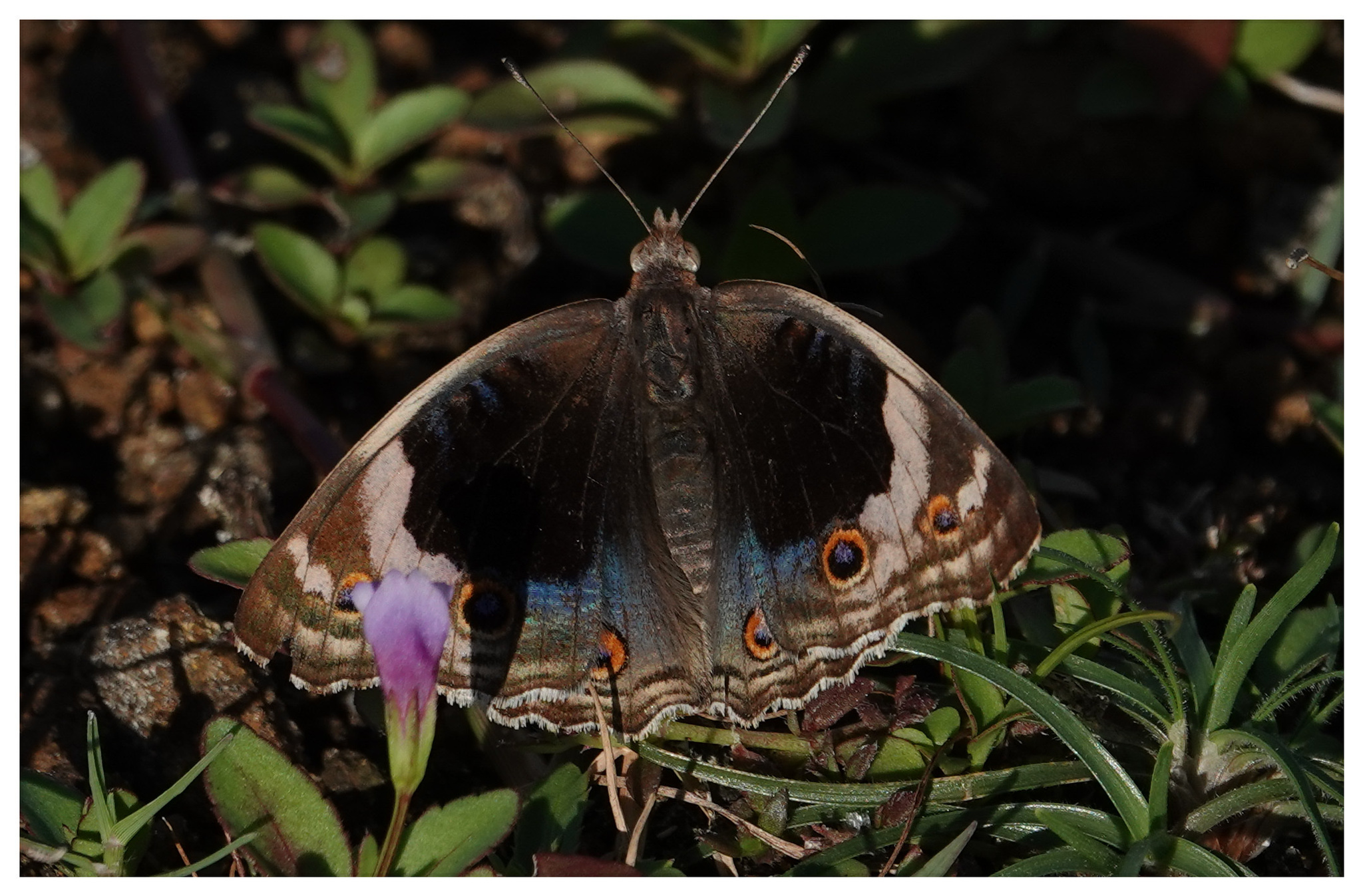 Blue Pansy