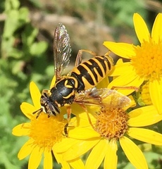 Spilomyia interrupta