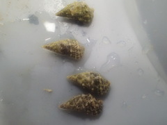 Cerithiidae