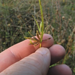 Cyperus flavescens